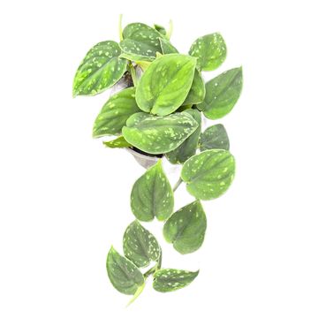 Scindapsus 'Borneo Dark'