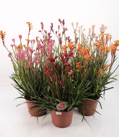 Anigozanthos MIX