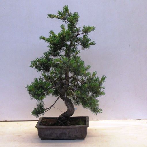 Pinus parviflora pentaphylla (Lodder Bonsai BV)