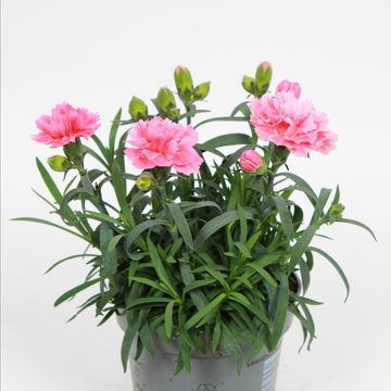 Dianthus SUPER TROUPER ELISE