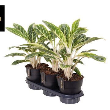 Aglaonema 'Summer Breeze'
