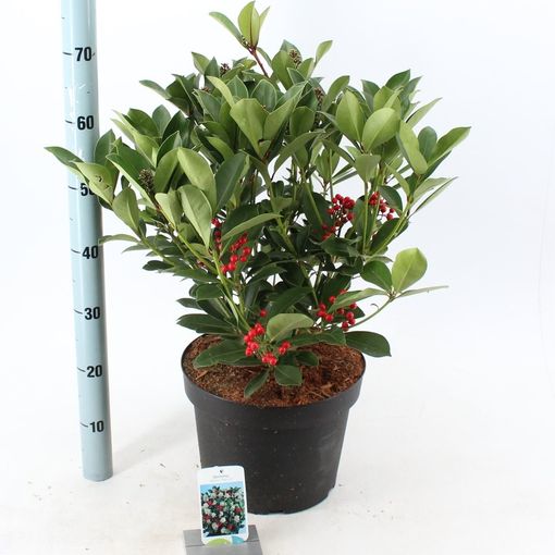 Skimmia japonica 'Redruth' (About Plants Zundert BV)