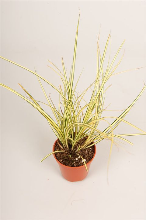 Carex brunnea 'Jenneke'