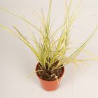 Carex brunnea 'Jenneke'