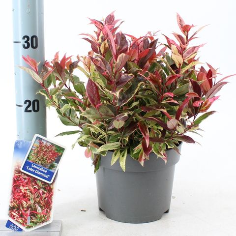 Leucothoe 'Color Diamond'