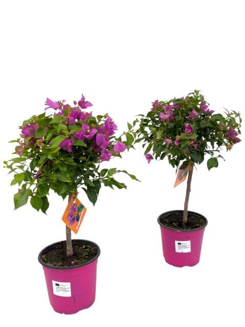 Bougainvillea glabra SANDERIANA MIX
