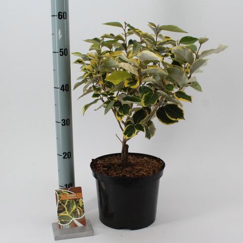 Elaeagnus x ebbingei 'Gilt Edge'