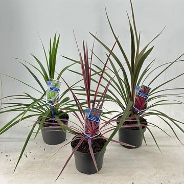 Cordyline MIX