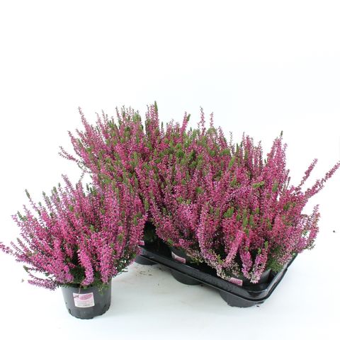 Calluna vulgaris GARDEN GIRLS AMETHYST