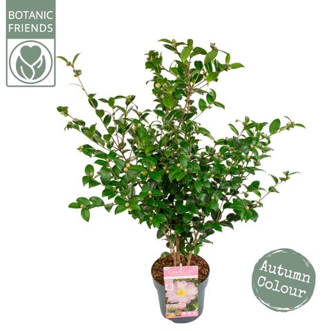 Camellia sasanqua 'Pink Premium'