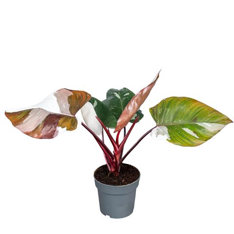 Філодендрон 'Red Anderson Variegata'