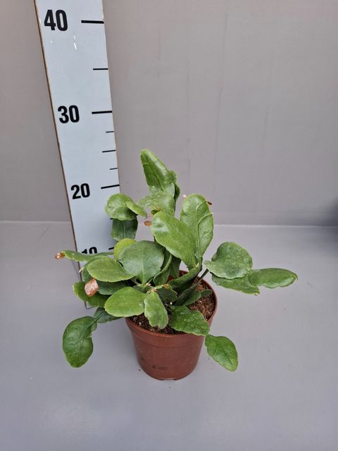 Rhipsalis crispata 'Amstel'