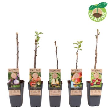 Plantas frutales MIX