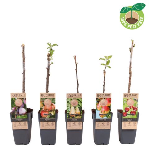 Plantes fruitières MIX