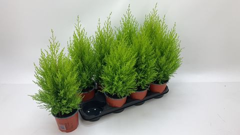 Cupressus macrocarpa 'Goldcrest Wilma'