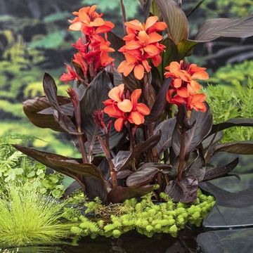 Канна 'Cannasol Happy Wilma'
