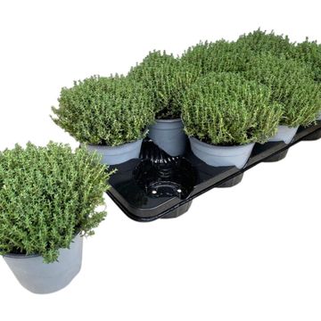 Thymus vulgaris 'Faustini'