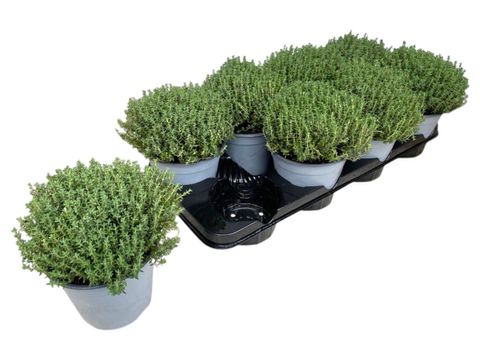 Thymus vulgaris 'Faustini'