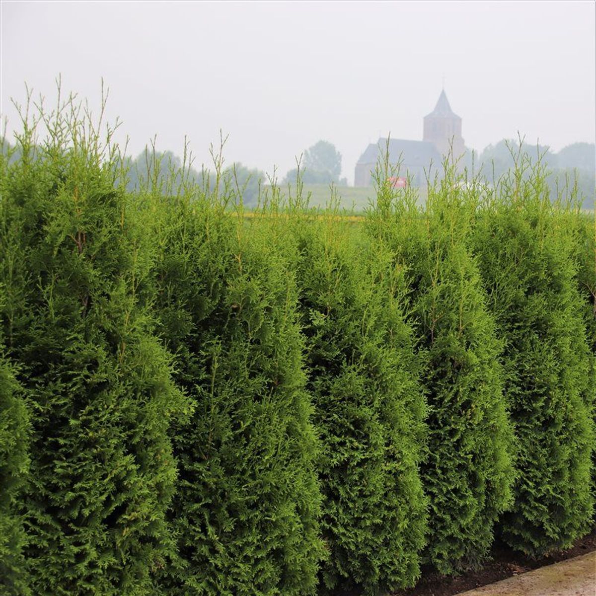thuja smaragd günstig kaufen Thuja Smaragd kaufen main image 1