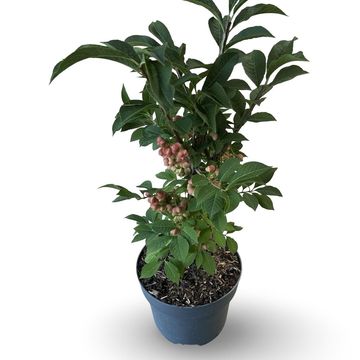 Euonymus phellomanus