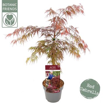 Acer palmatum 'Garnet'