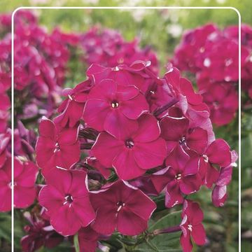 Phlox BAMBINI CHERRY CRUSH