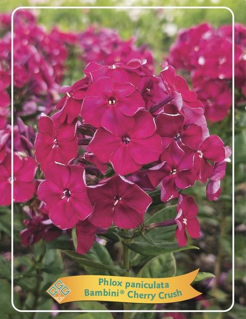 Phlox BAMBINI CHERRY CRUSH