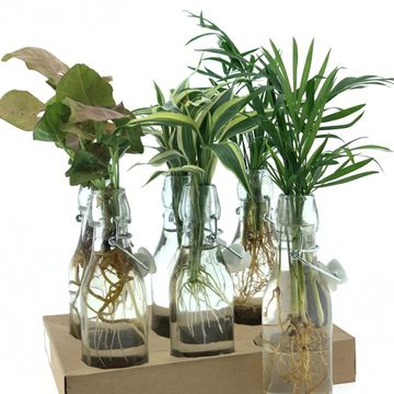 Houseplants MIX