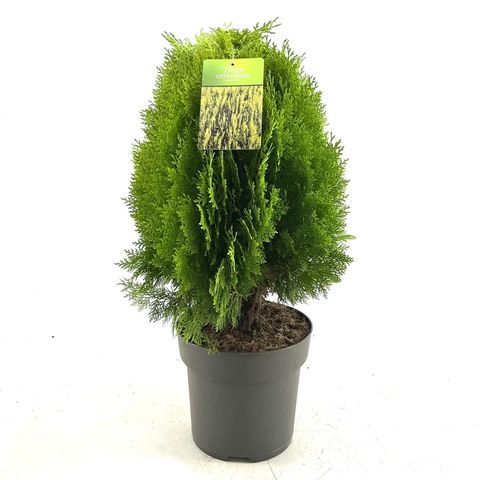 Platycladus orientalis 'Aurea Nana'