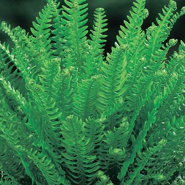 Blechnum spicant