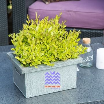 Ligustrum ovalifolium 'Lemon and Lime'