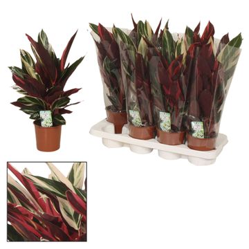 Stromanthe sanguinea 'Triostar'