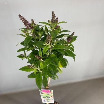 Buddleja davidii BUTTERFLY CANDY LITTLE RUBY
