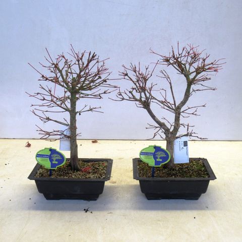 Acer palmatum 'Katsura'