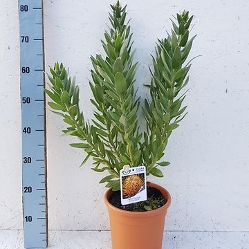 Leucospermum cordifolium 'Carnival Yellow'