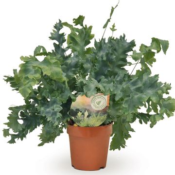 Phlebodium aureum DAVANA