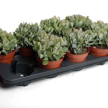 Crassula arborescens cristata