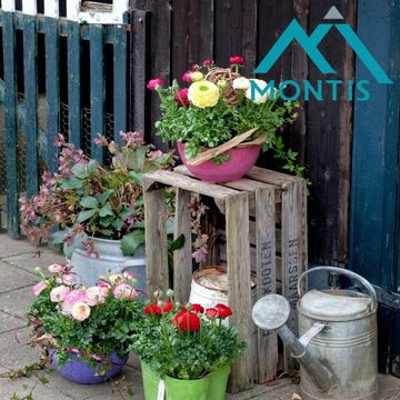 Ranunculus asiaticus SPRINKLES MIX