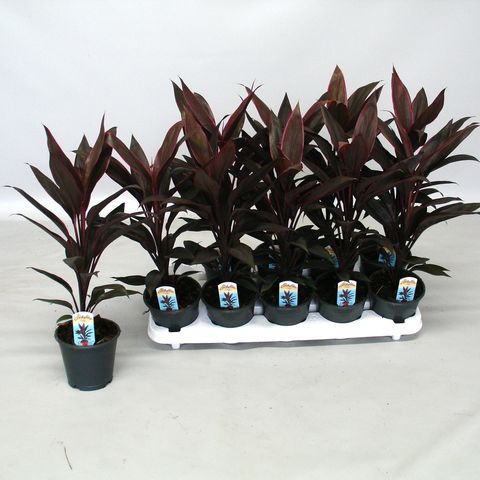 Cordyline fruticosa 'Tango'