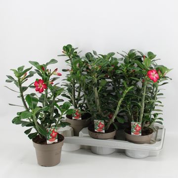 Adenium obesum 'Anouk'
