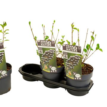 Ligustrum ovalifolium 'Melblack'