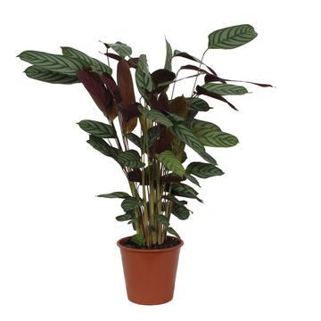 Ctenanthe setosa 'Compactstar'