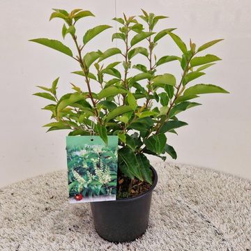 Prunus lusitanica 'Ангустифолия'