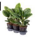 Aglaonema 'Onyx Green'