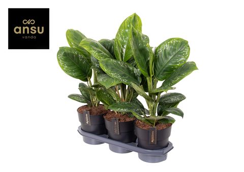 Аглаонема 'Onyx Green'