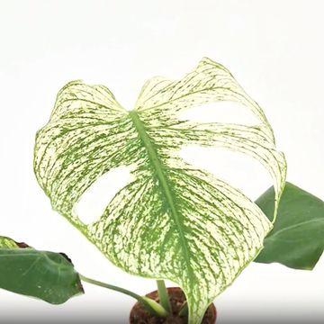 Monstera 'Devil Monster'