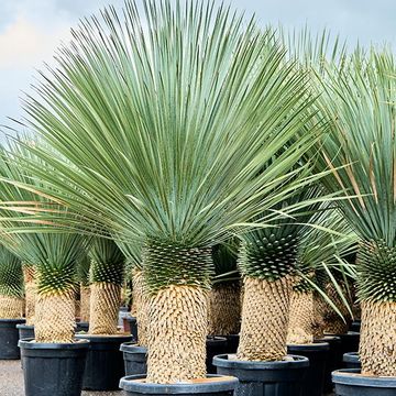 Yucca rostrata