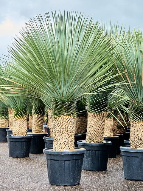 Yucca rostrata