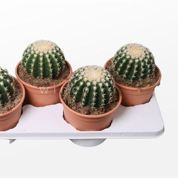 Echinocactus grusonii brevispinus