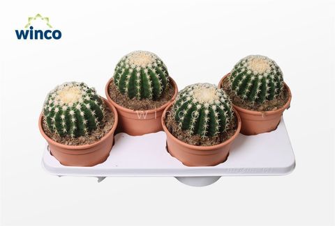 Echinocactus grusonii brevispinus